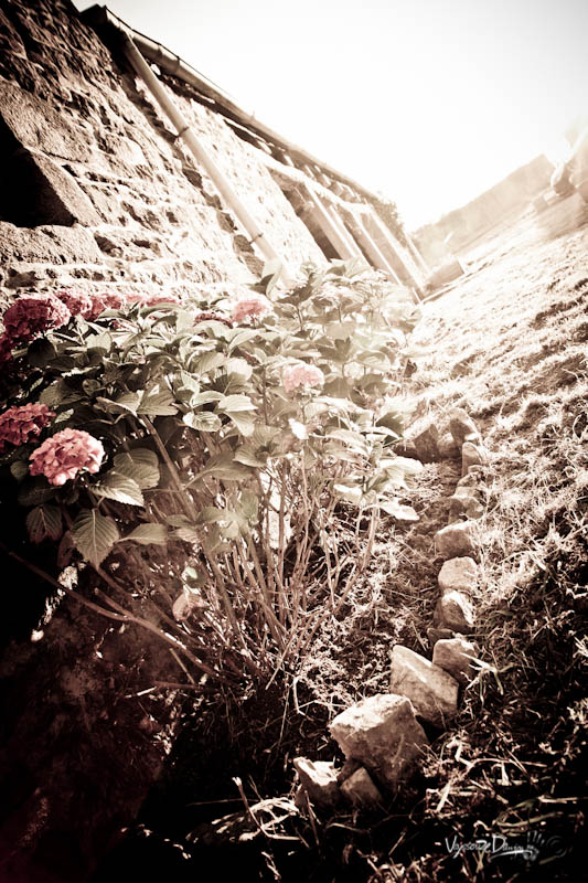 Lumière sur les Hortensias