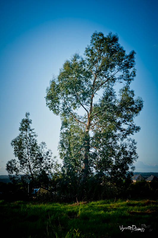 L'arbre mascotte