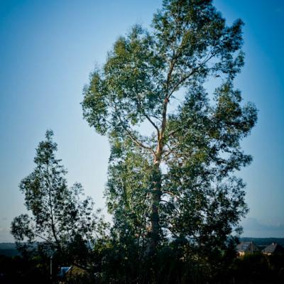 L'arbre mascotte