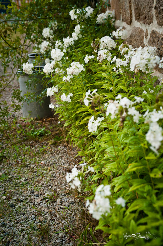 Fleurs du Jardin