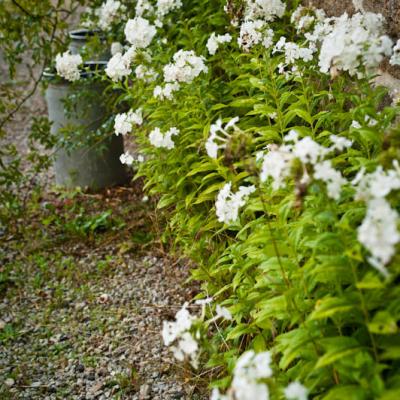 Fleurs du Jardin