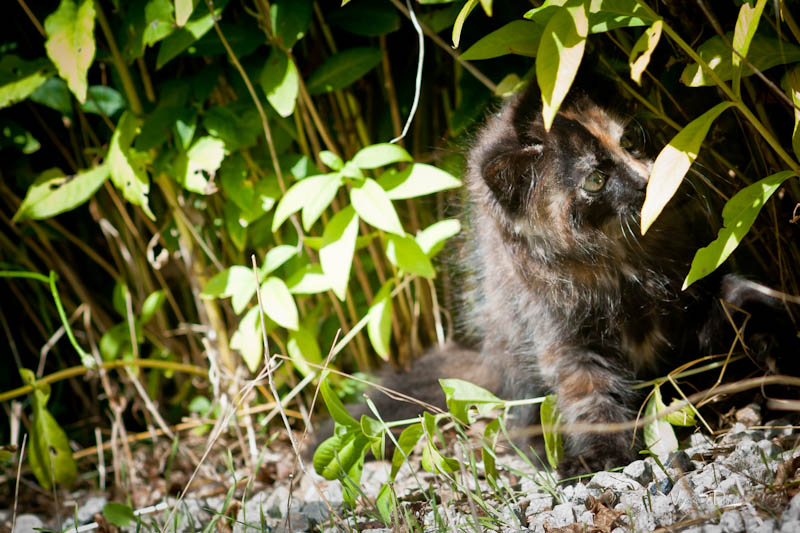 Lyly joue à cache cache