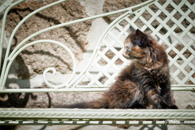 Lyly sur le banc des confessions