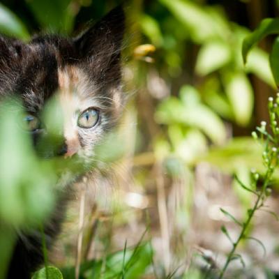 Nos petits Compagnons